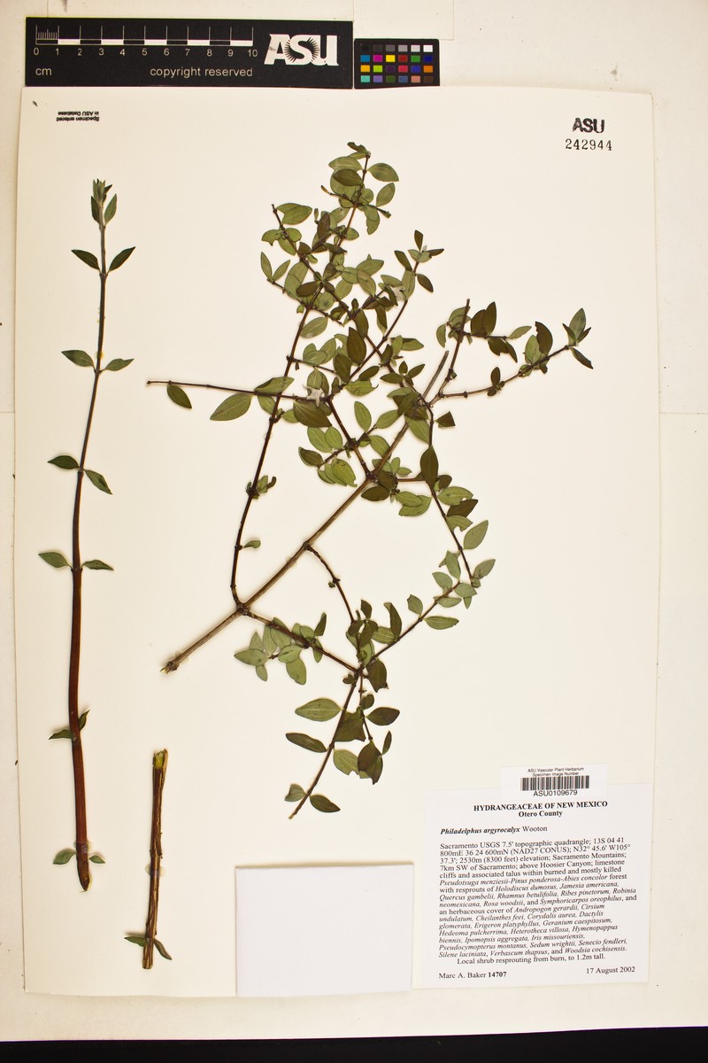Wooton's Mock Orange photo 2