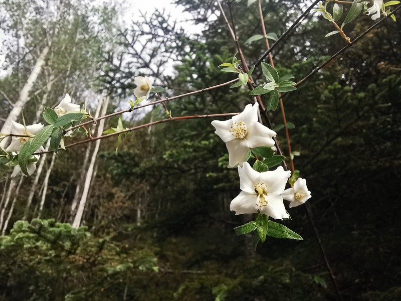 Desert Mountain Mock Orange