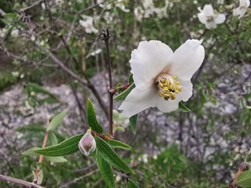 Desert Mountain Mock Orange photo 2