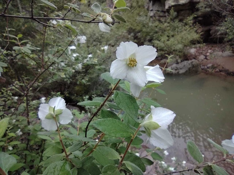 Desert Mountain Mock Orange photo 3