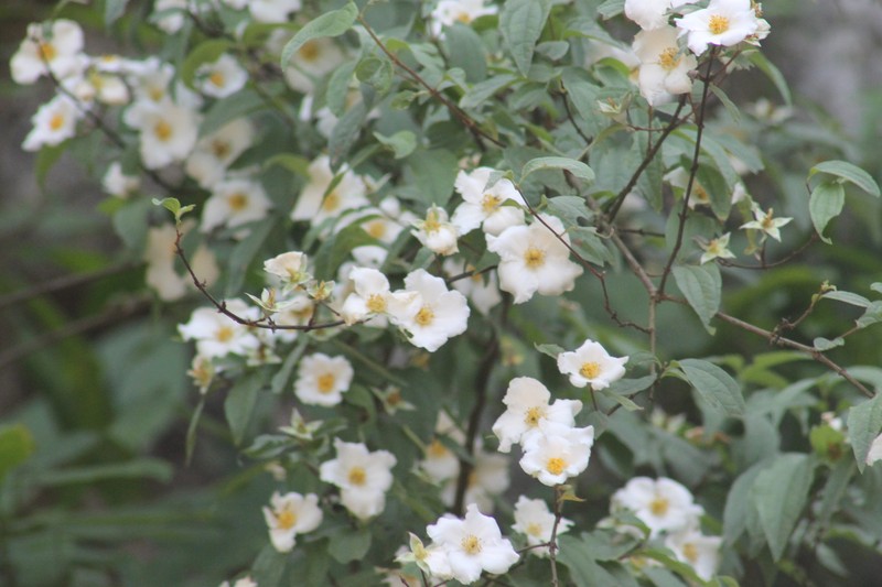 Desert Mountain Mock Orange photo 4