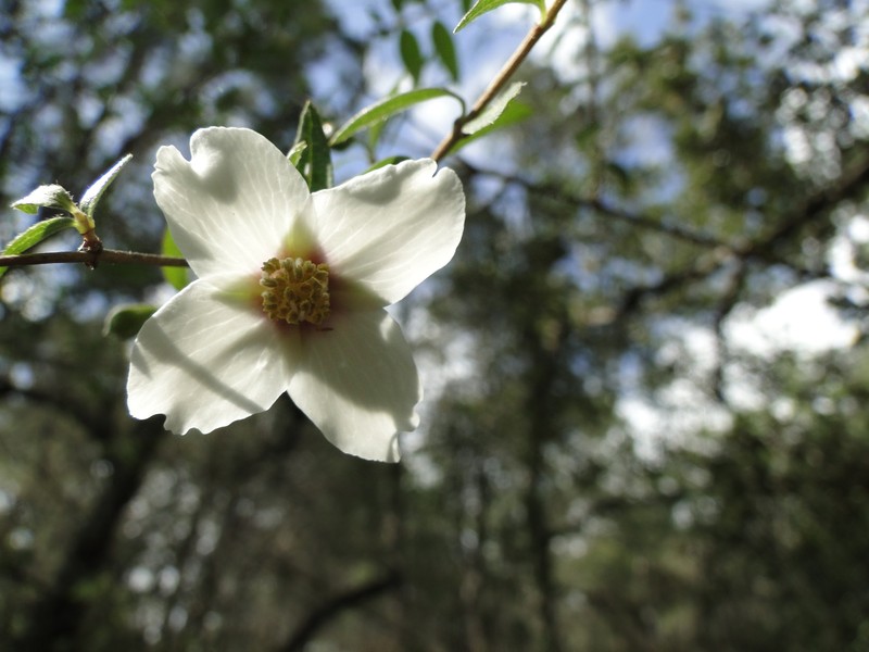 Desert Mountain Mock Orange photo 5