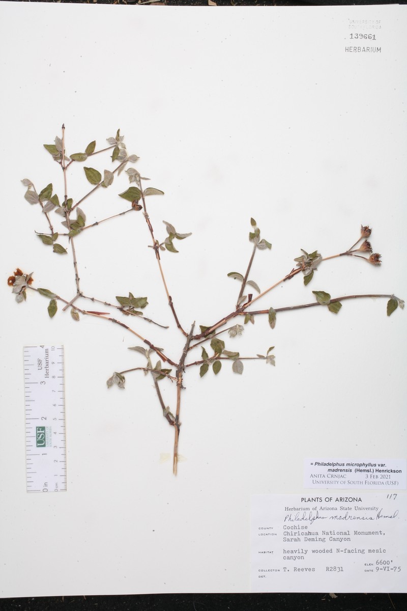 Desert Mountain Mock Orange photo 6