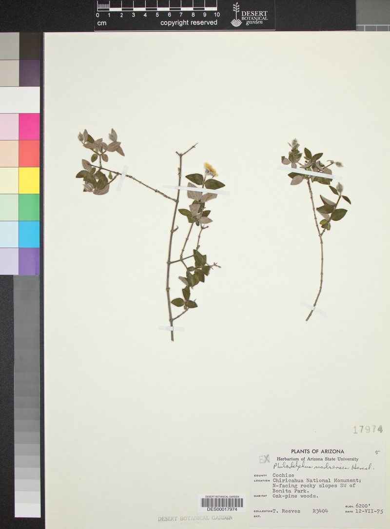Desert Mountain Mock Orange photo 7