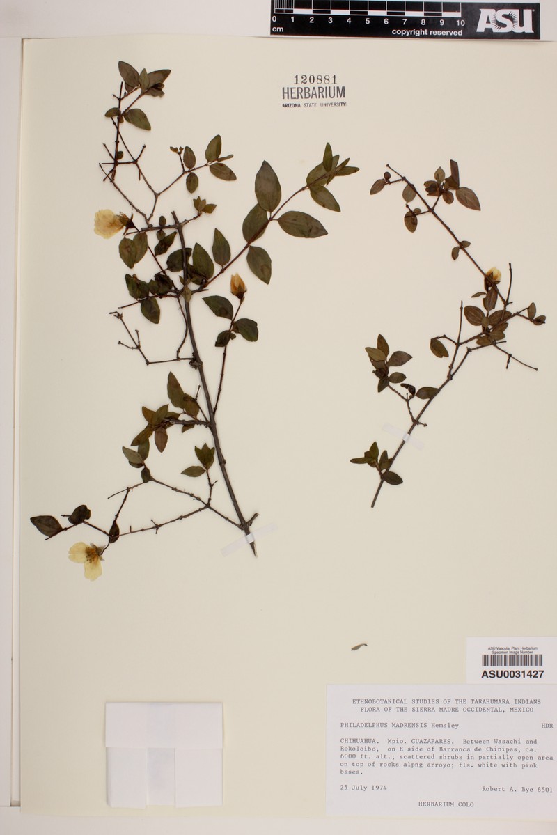Desert Mountain Mock Orange photo 8