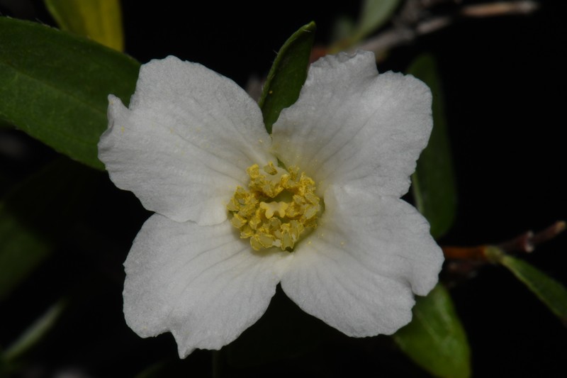 Silver Mock Orange photo 2