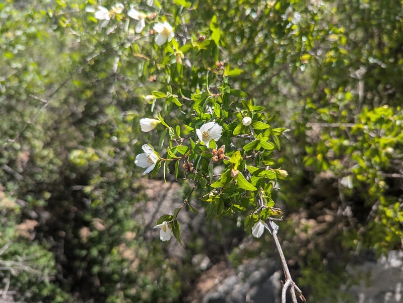 Silver Mock Orange photo 3