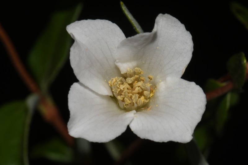 Silver Mock Orange photo 5