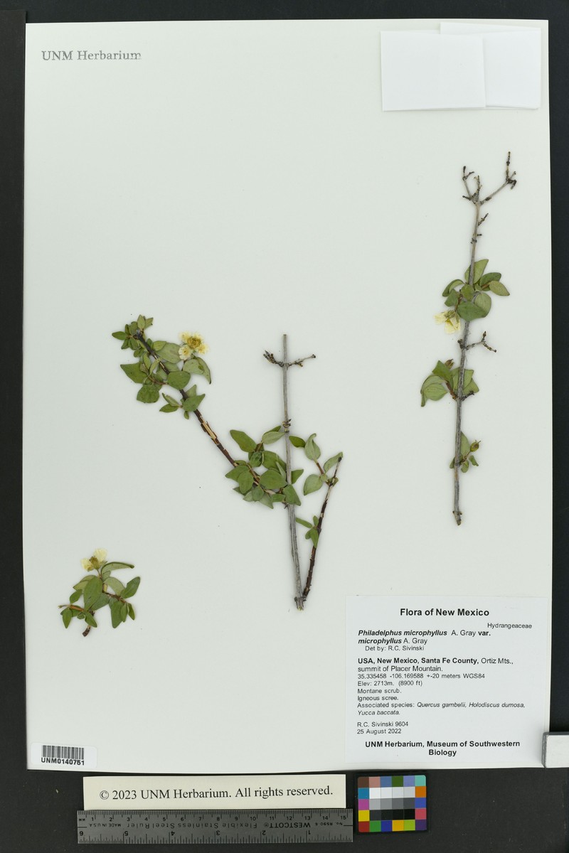 Silver Mock Orange photo 7