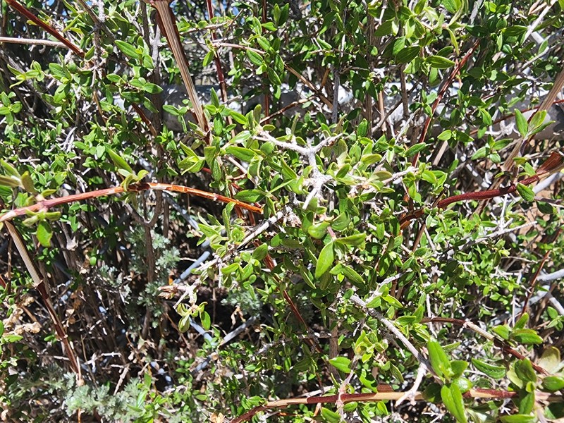 Trans-Pecos Mock Orange