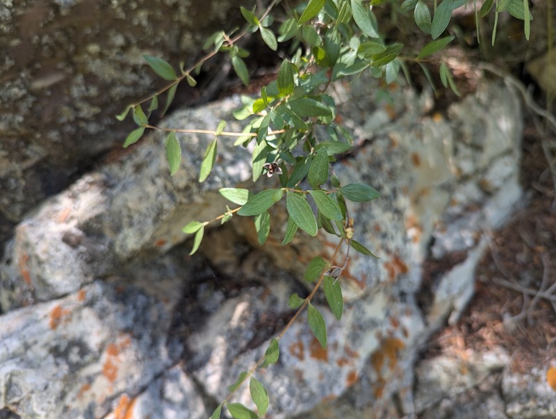 Trans-Pecos Mock Orange photo 4