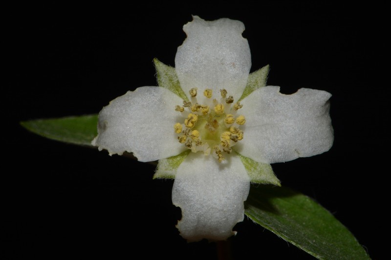 Trans-Pecos Mock Orange photo 6