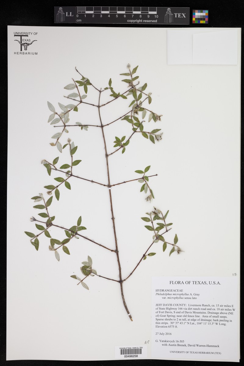 Trans-Pecos Mock Orange photo 8