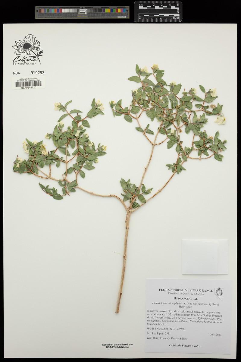 Dwarf Mock Orange