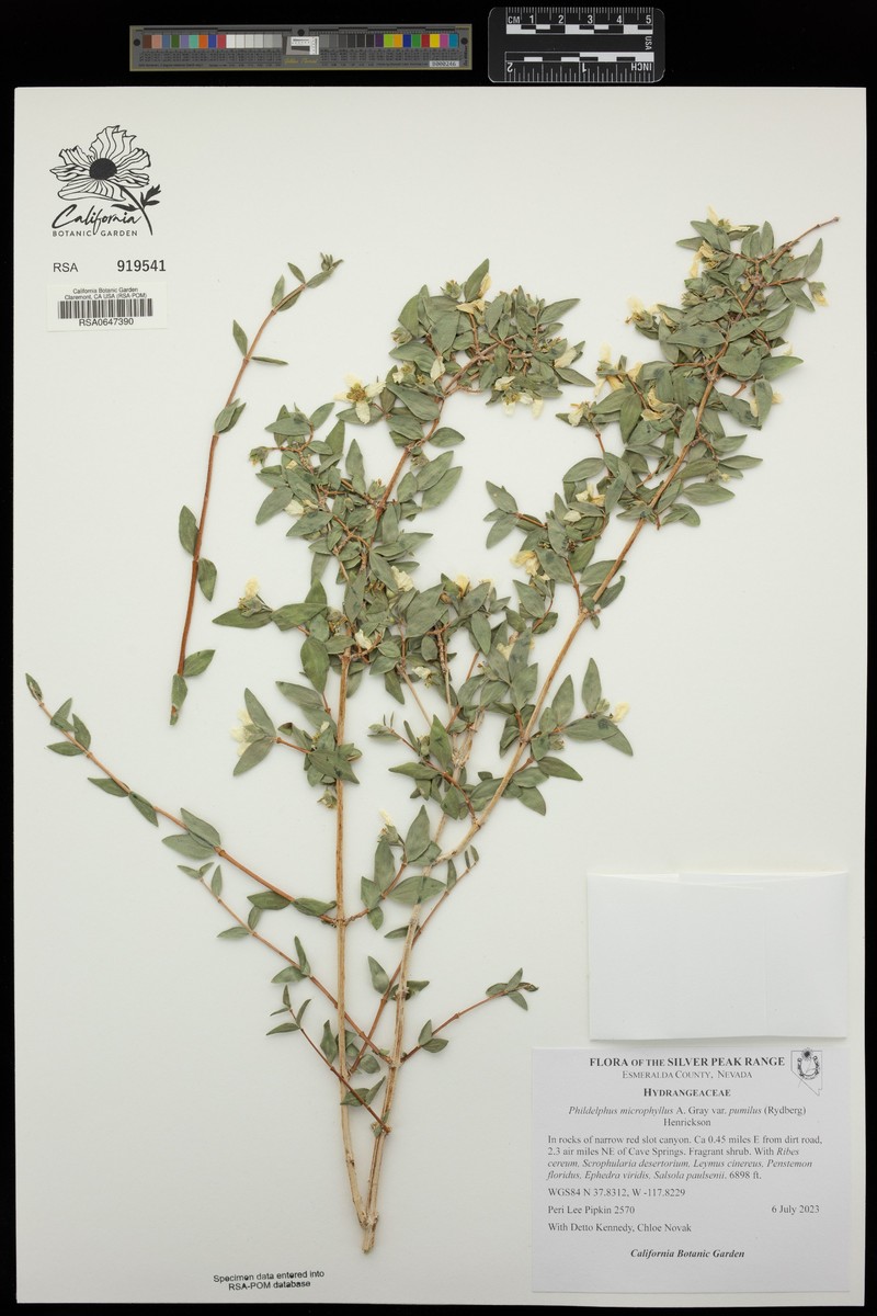 Dwarf Mock Orange photo 2