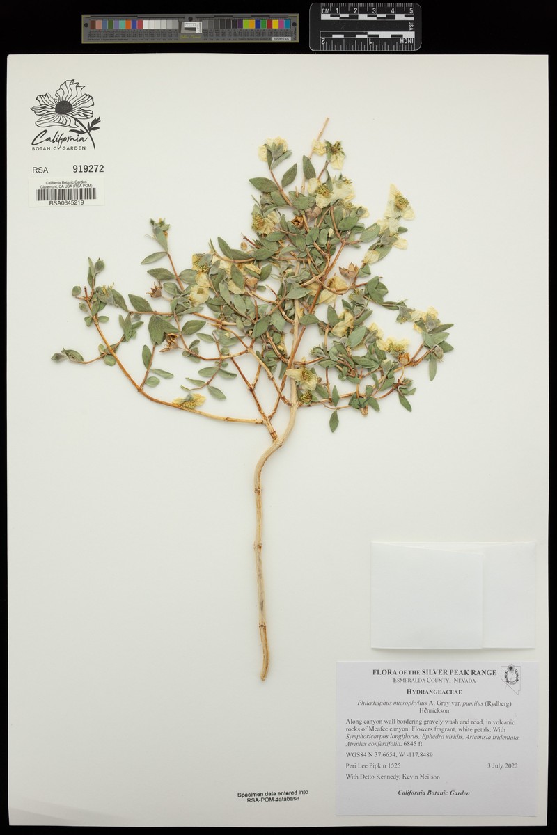 Dwarf Mock Orange photo 3