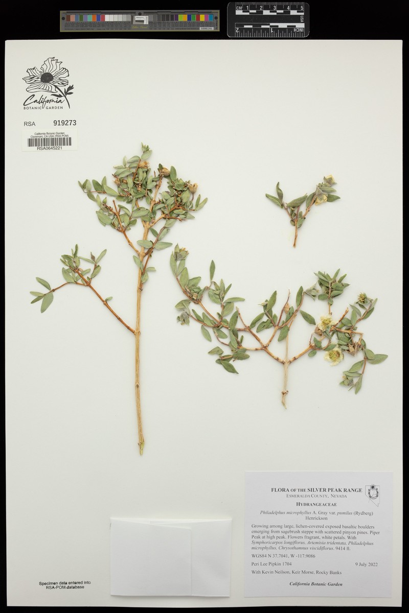 Dwarf Mock Orange photo 4