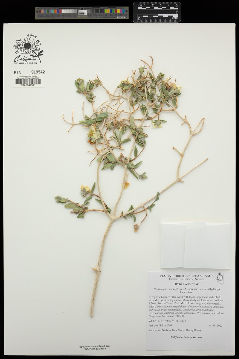 Dwarf Mock Orange photo 5