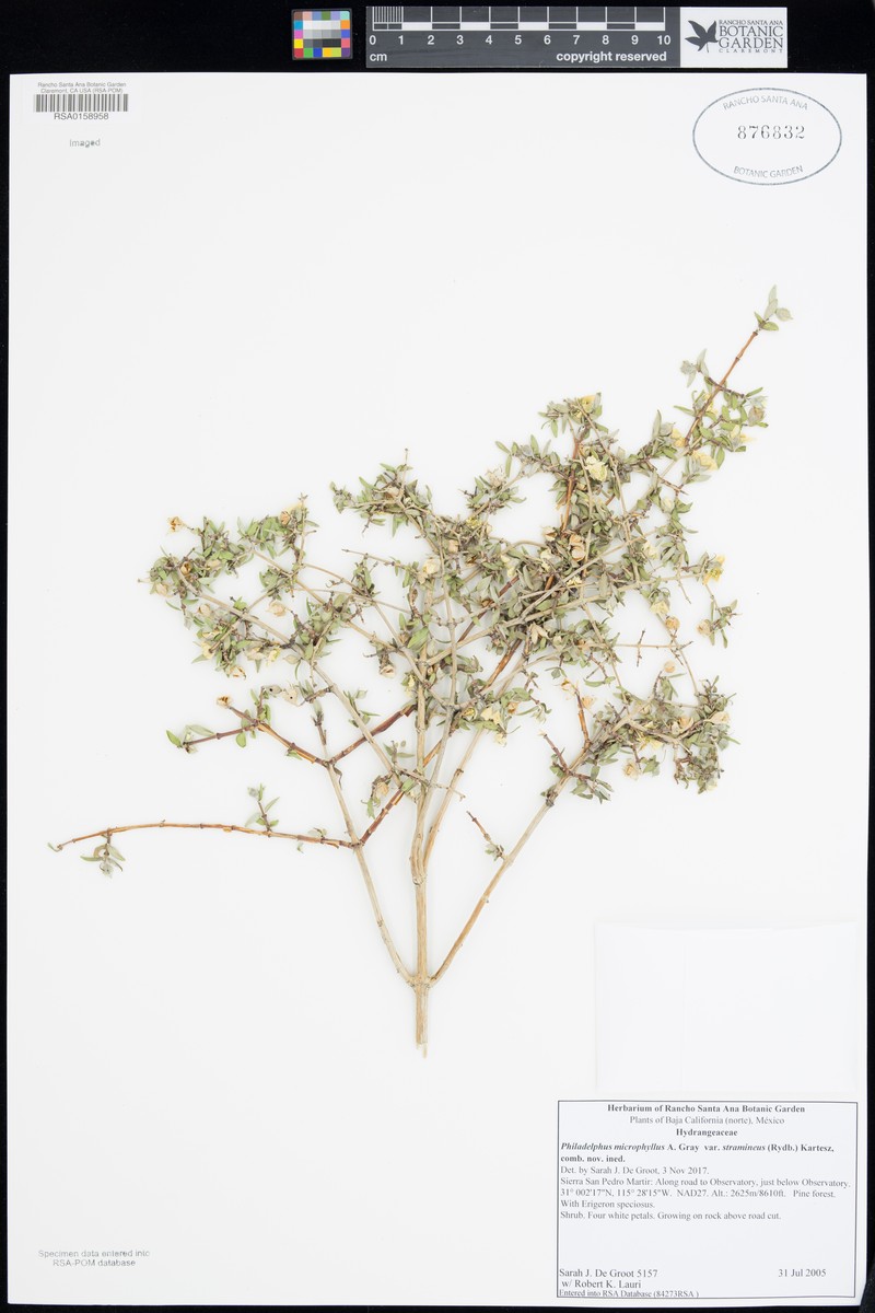 Dwarf Mock Orange photo 6