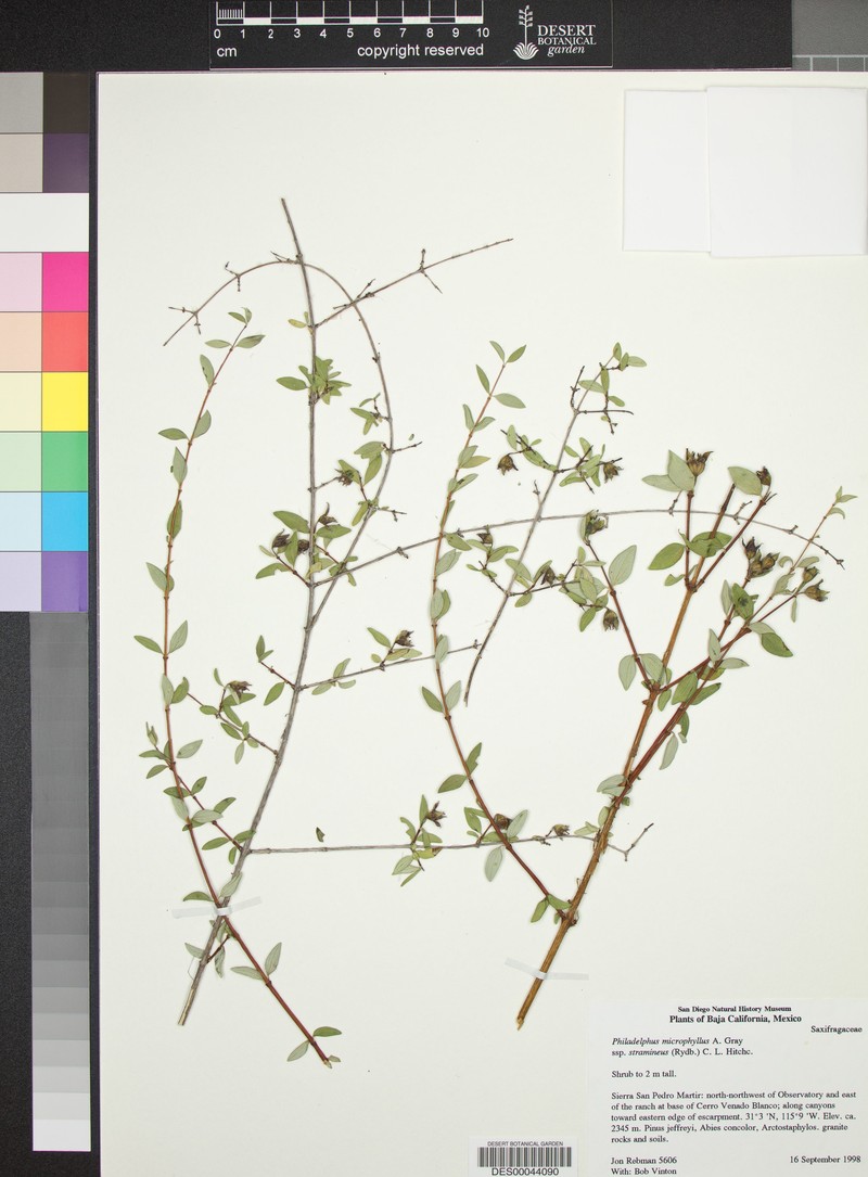 Dwarf Mock Orange photo 7