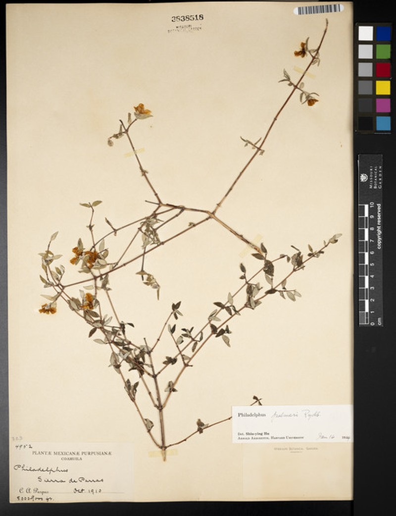 Palmer's Mock Orange photo 2