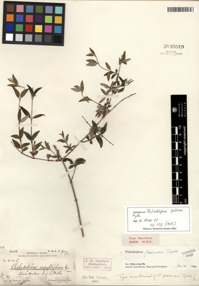 Palmer's Mock Orange photo 3