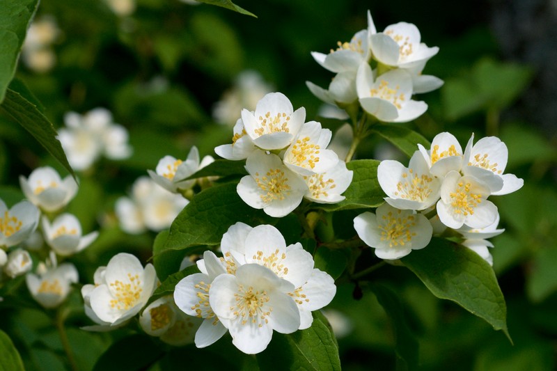 Gattinger's Mock Orange