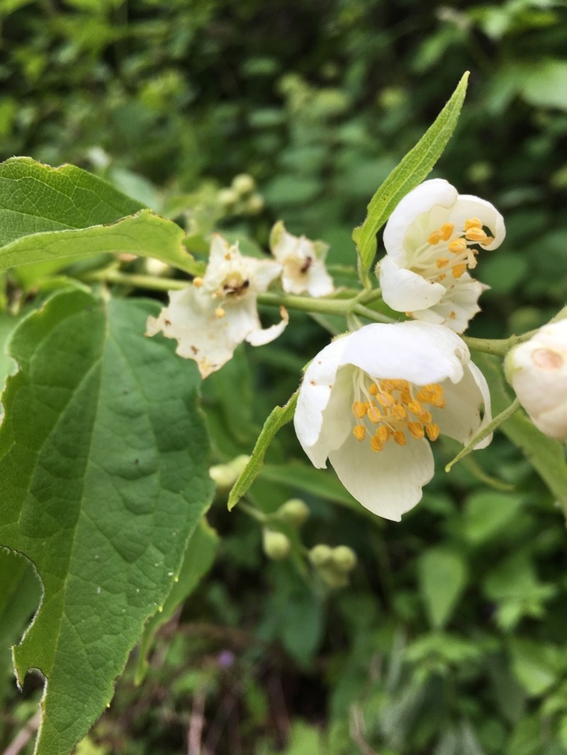 Gattinger's Mock Orange photo 2