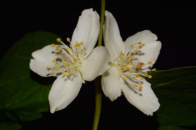 Gattinger's Mock Orange photo 3