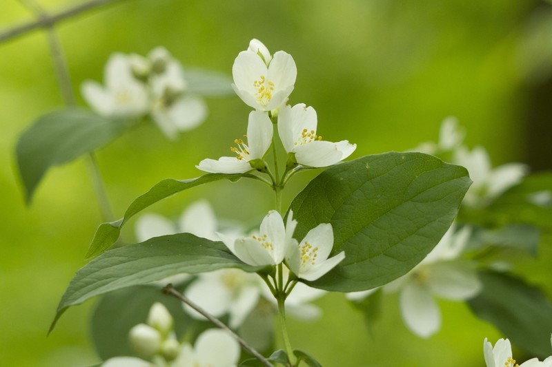 Gattinger's Mock Orange photo 4