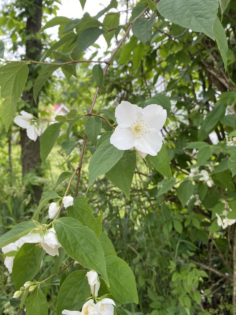 Gattinger's Mock Orange photo 5