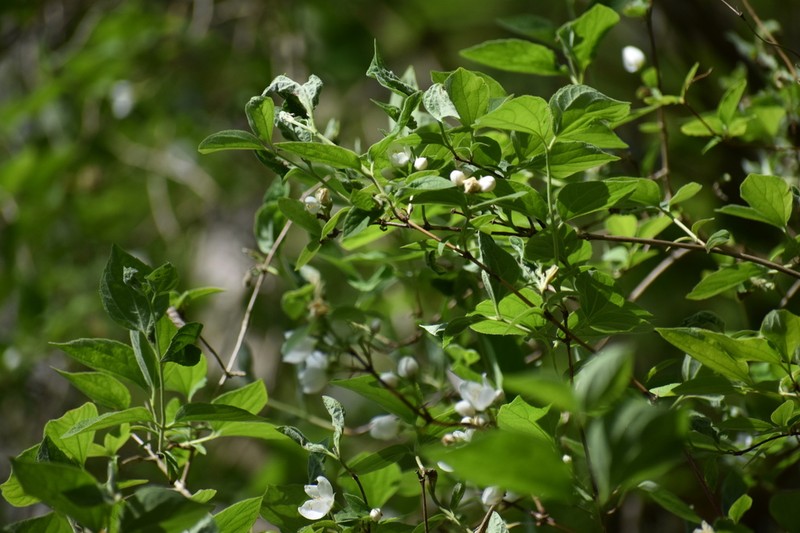 Gattinger's Mock Orange photo 6