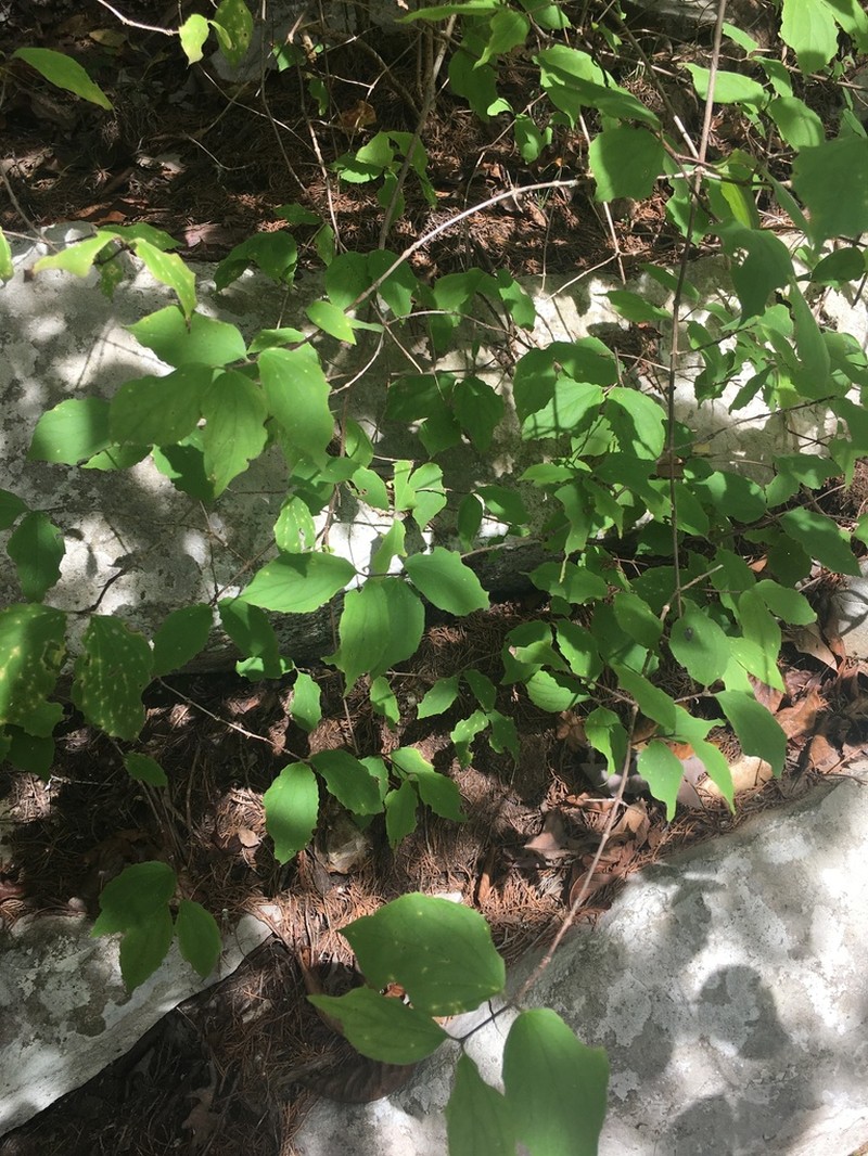 Hoary Mock Orange photo 7