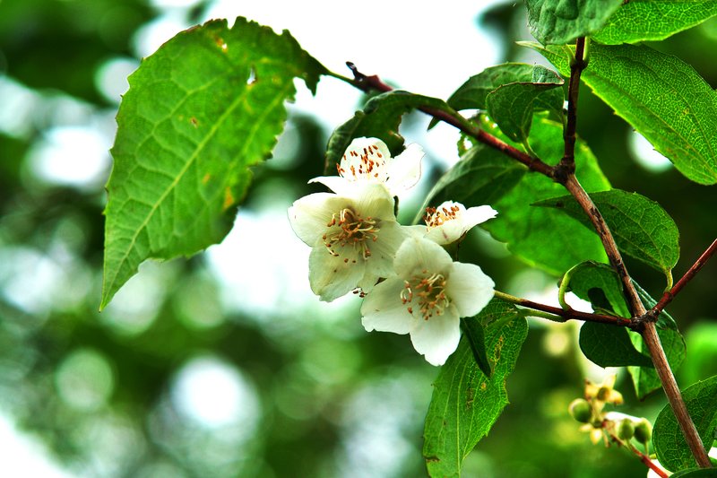 Philadelphus schrenkii