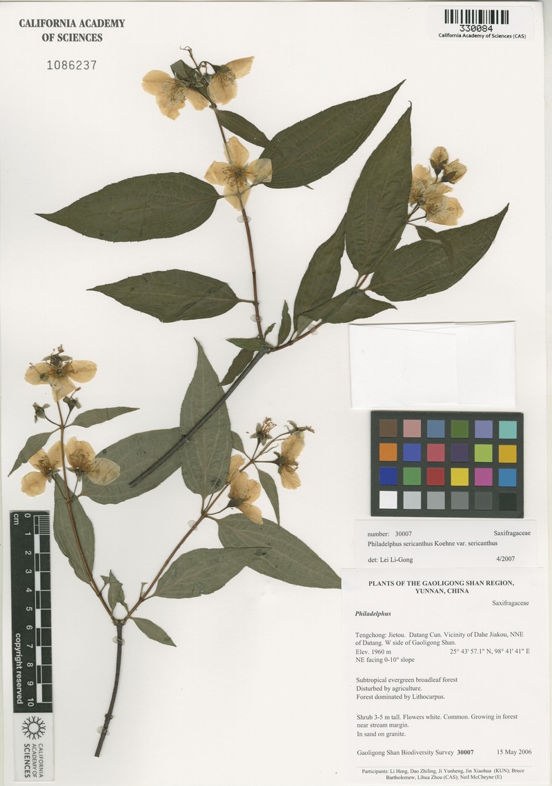 Philadelphus sericanthus var. sericanthus
