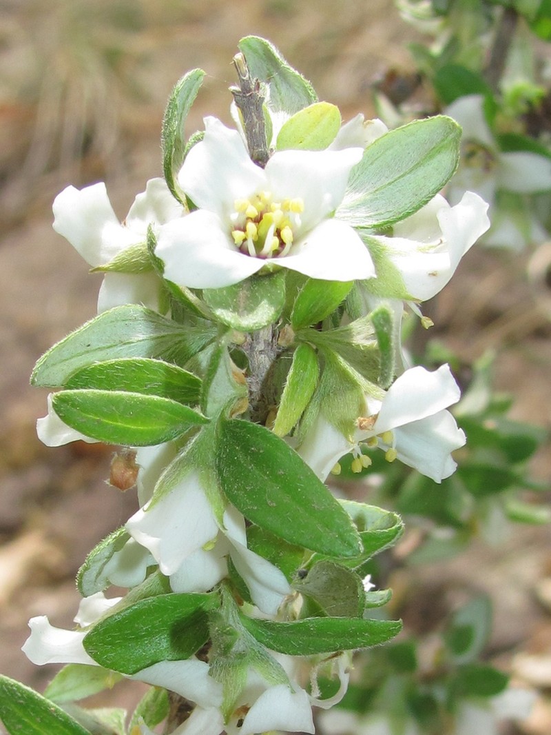 Thymeleaf Mock Orange