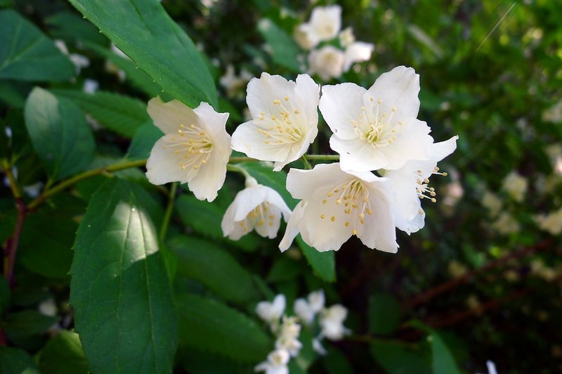 Philadelphus tenuifolius