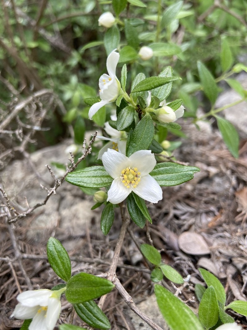 Texas Mock Orange
