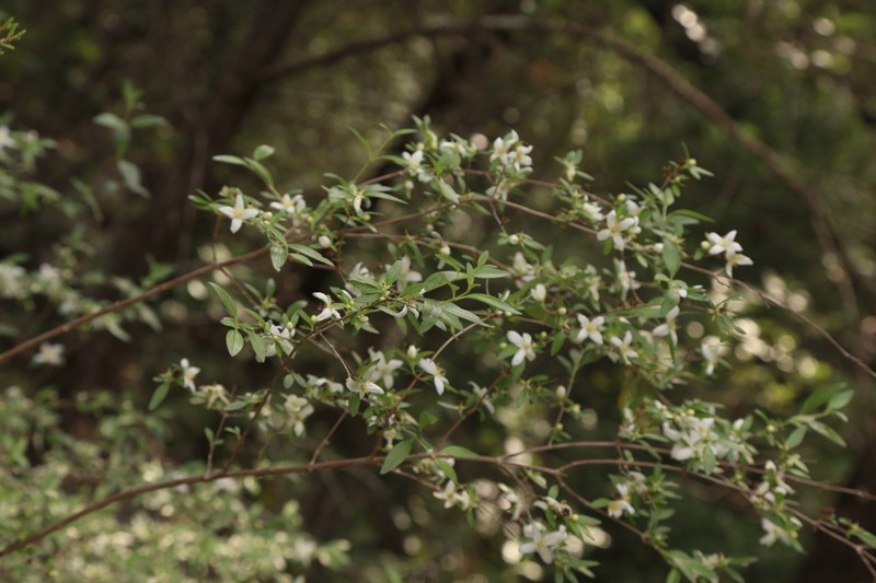 Texas Mock Orange photo 2