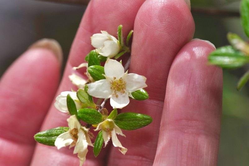 Texas Mock Orange photo 3