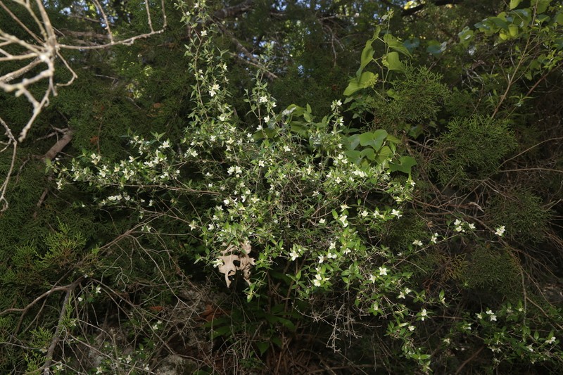 Texas Mock Orange photo 4