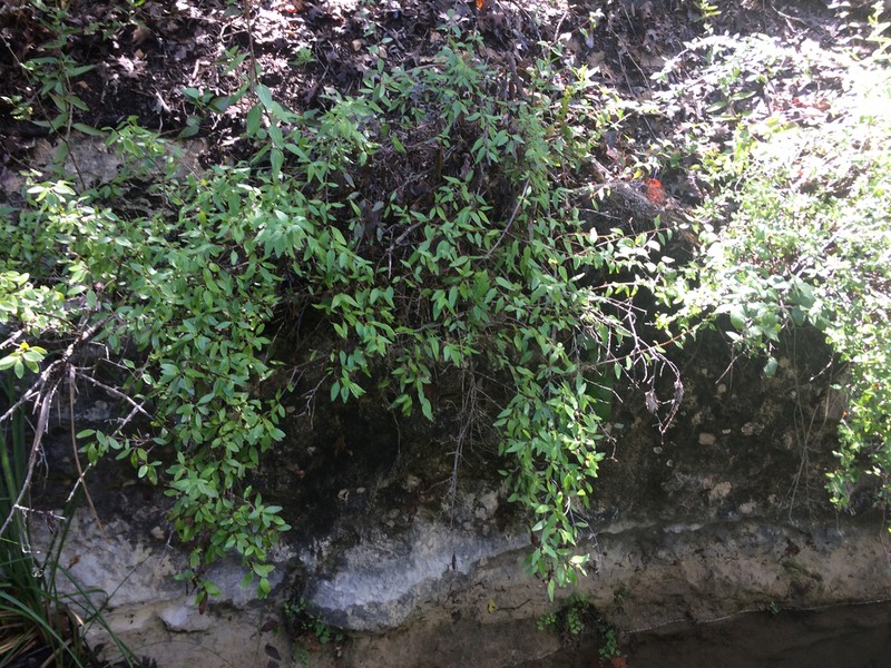 Texas Mock Orange photo 5