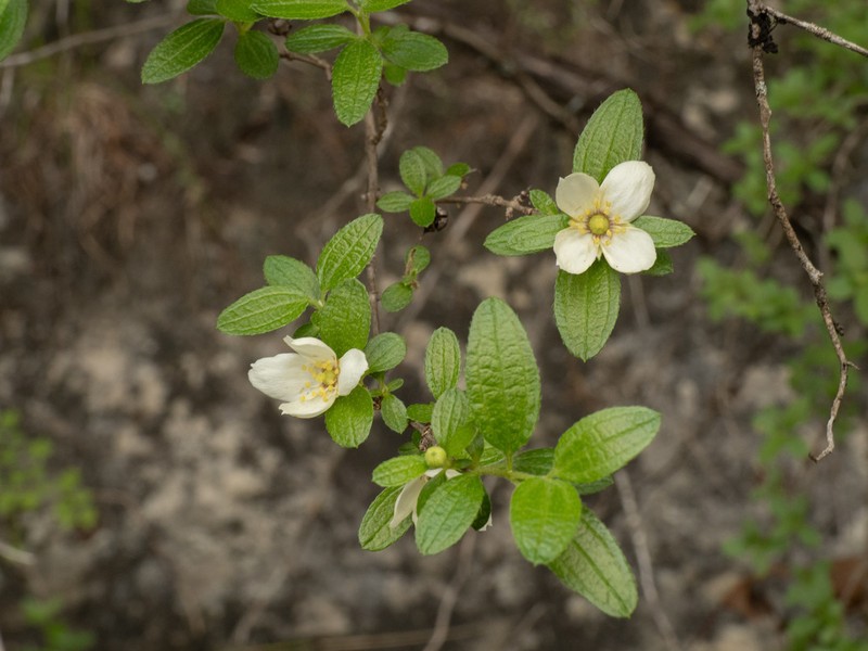 Texas Mock Orange photo 6