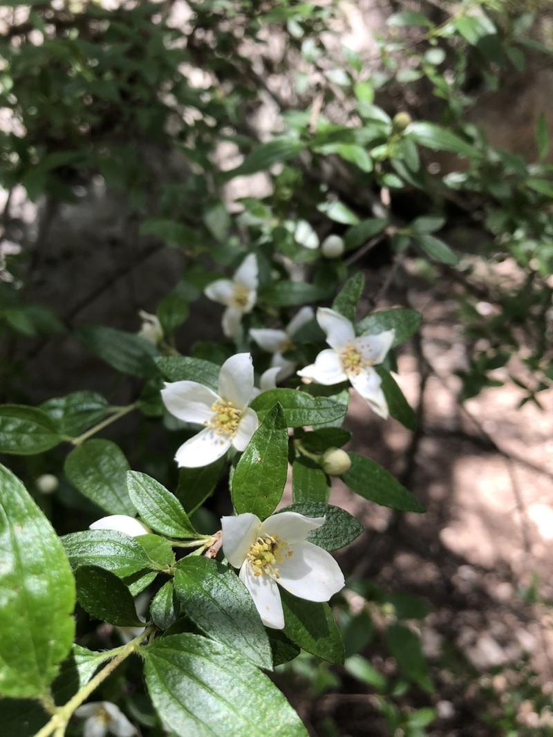 Texas Mock Orange photo 7