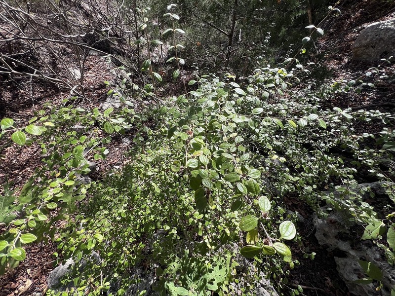 Texas Mock Orange photo 8