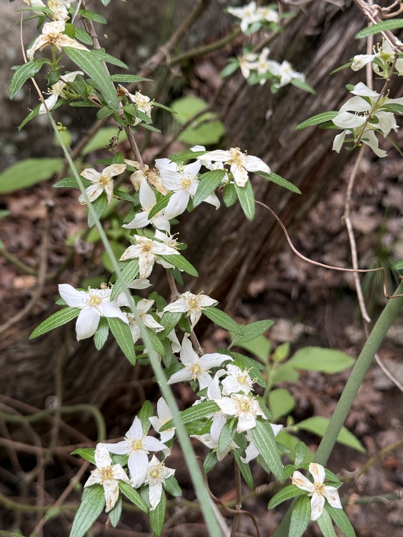 Canyon Mock Orange