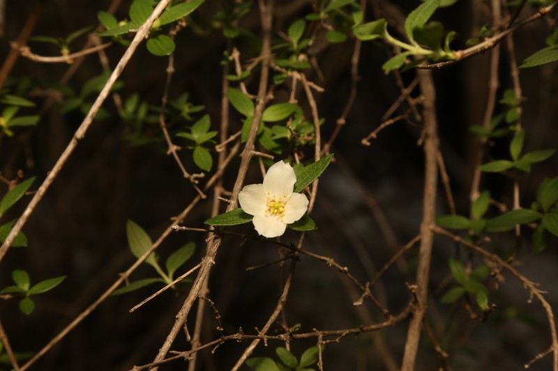 Canyon Mock Orange photo 2