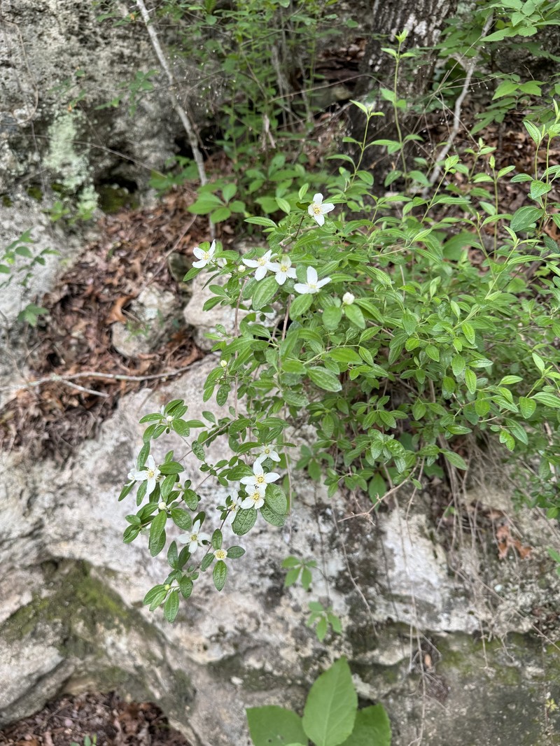 Canyon Mock Orange photo 3