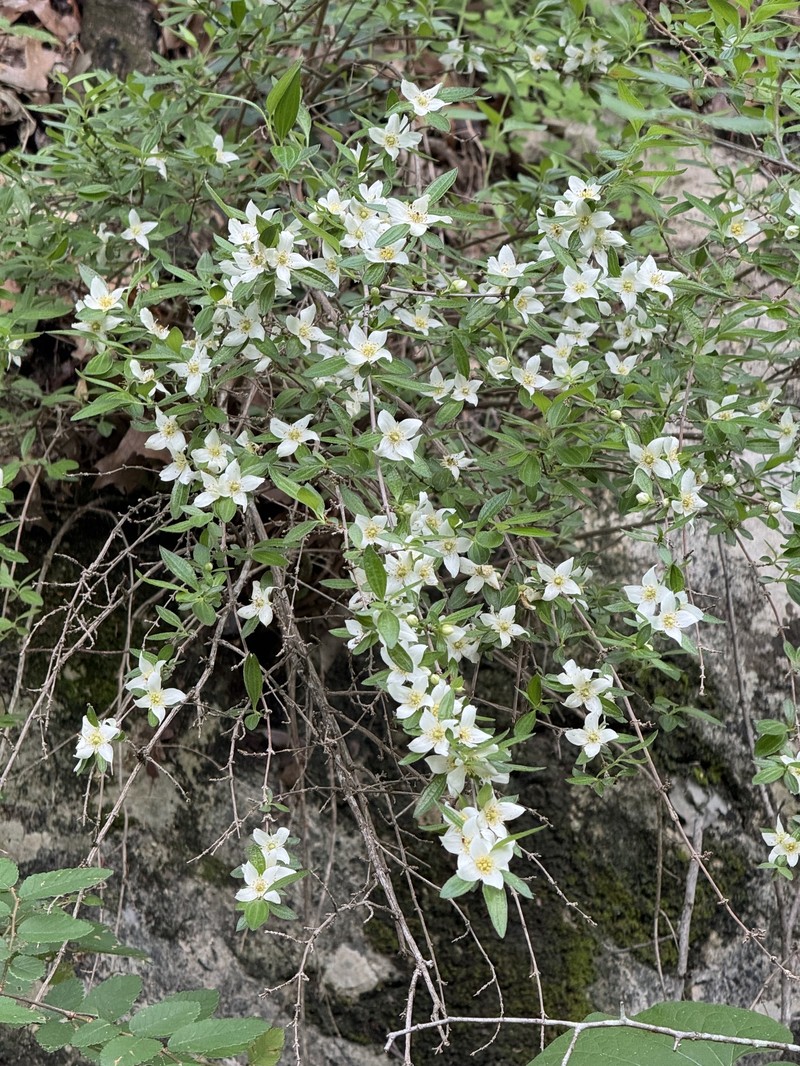 Canyon Mock Orange photo 4