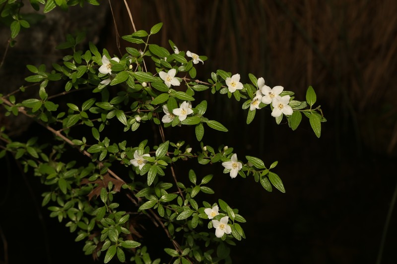 Canyon Mock Orange photo 6